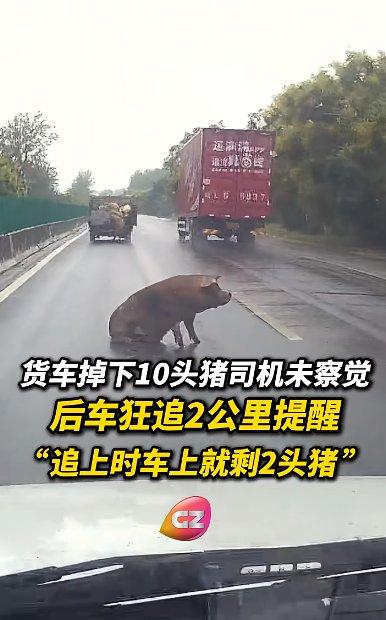 盈胜优配 河南男子目睹前方货车上10头活猪跳车，连忙追上去提醒司机！目前，已追回9头，还有1头“在逃”